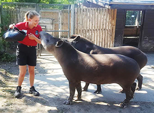girl feeding tapiers